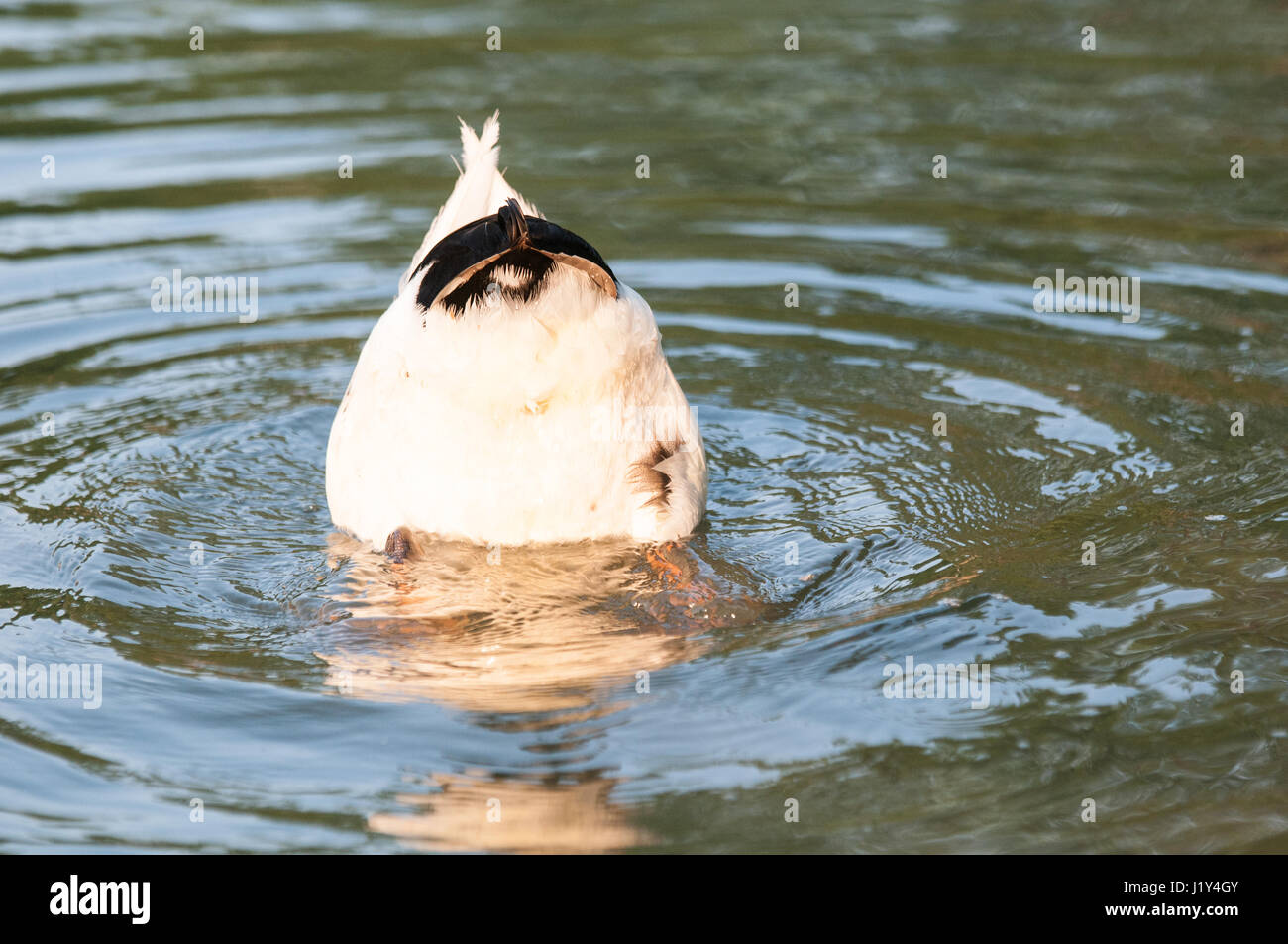 Ente mit Kopf unter Wasser, close-up Stockfoto