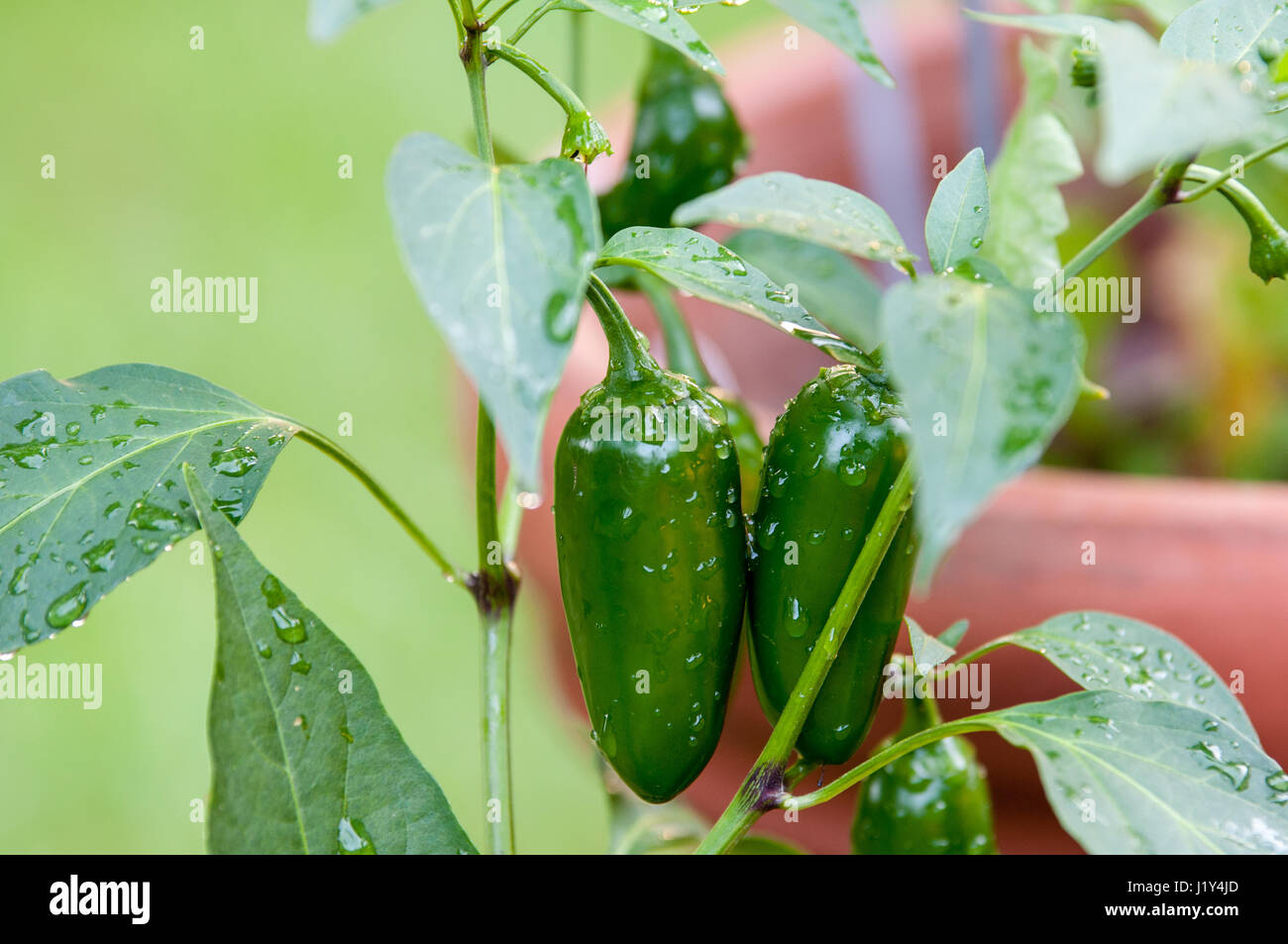 Jalapeno Pfeffer wächst auf Pflanze, Nahaufnahme Stockfoto