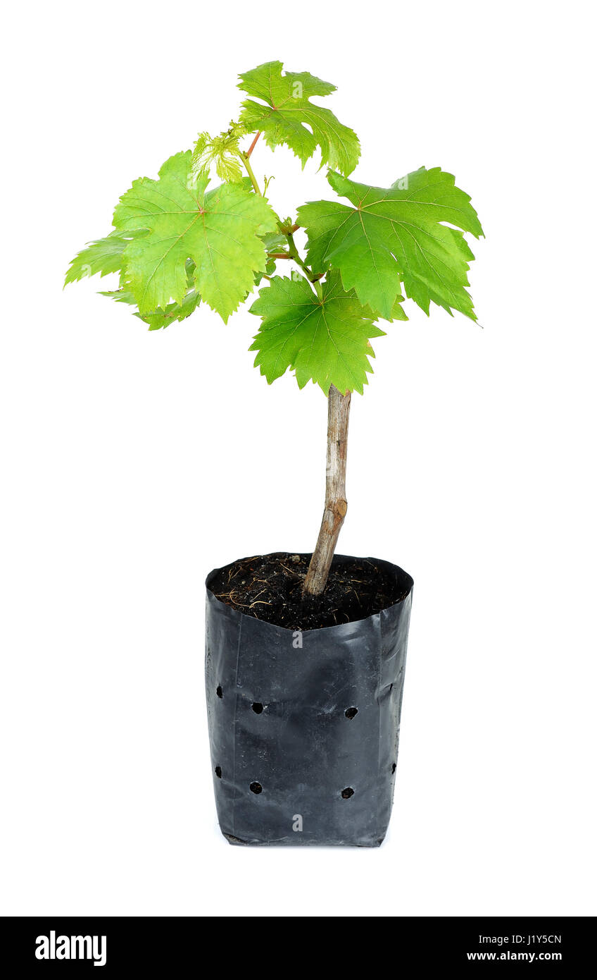 Bäumchen Traube auf dem weißen Hintergrund isoliert. Stockfoto