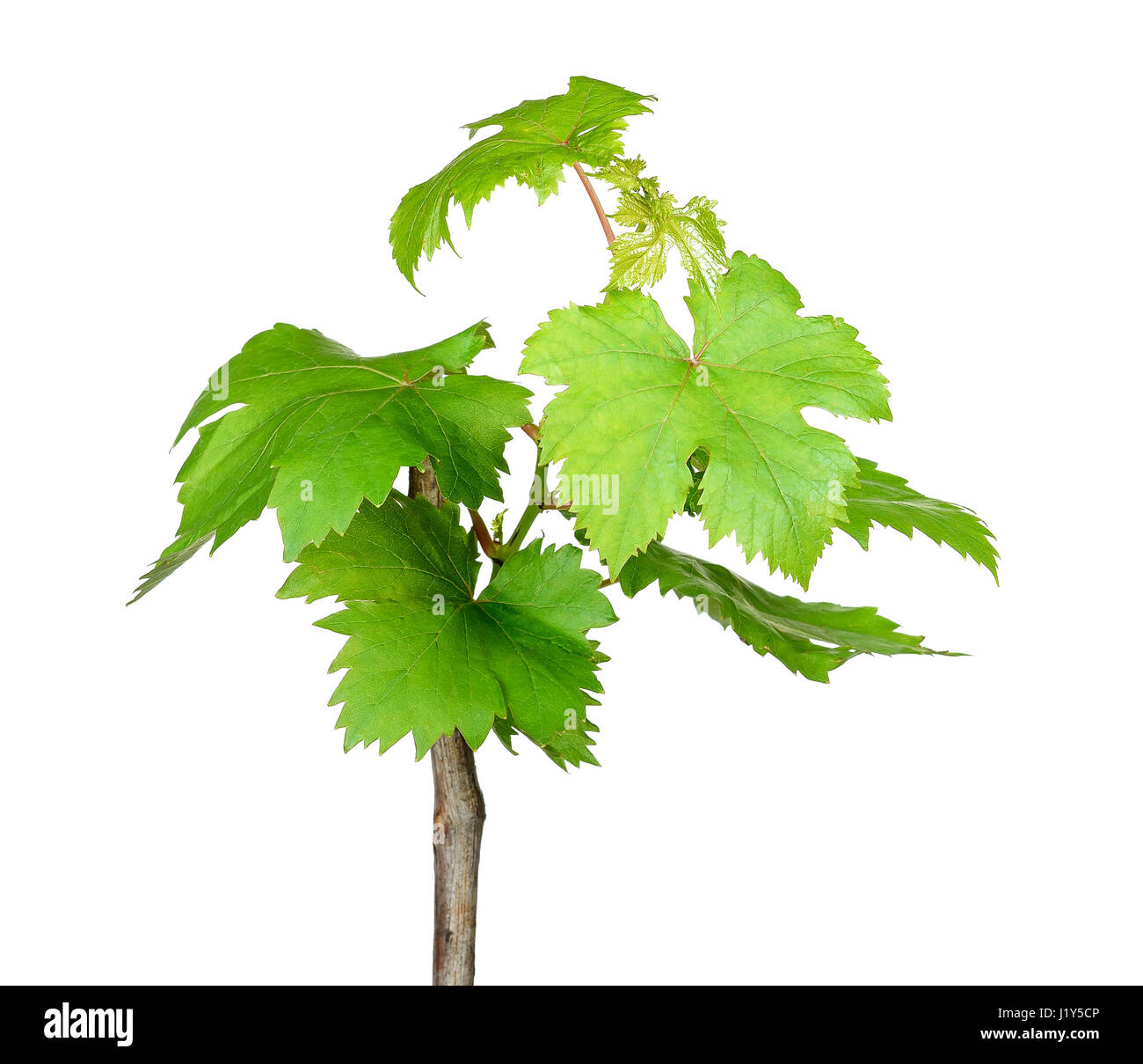 Bäumchen Traube auf dem weißen Hintergrund isoliert. Stockfoto