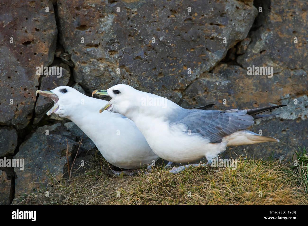 Nördlichen Fulmar / arktische Eissturmvogel (Fulmarus Cyclopoida) Paare anzeigen auf Felsvorsprung im Fels der Steilküste Stockfoto