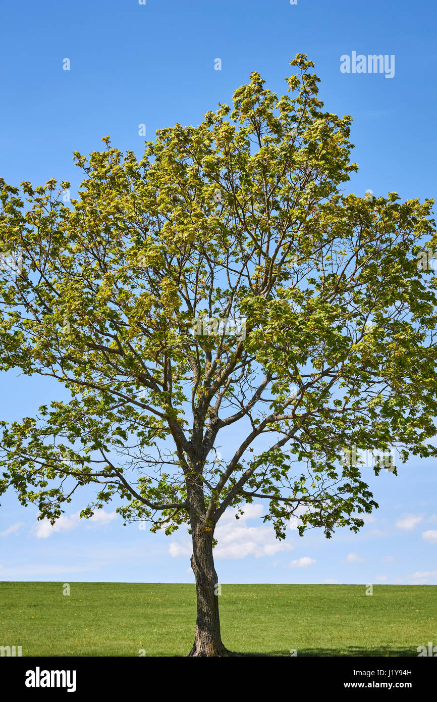 einsamer Ahornbaum im Frühling, Samuel Lewis Staatspark, York County, Pennsylvania, USA Stockfoto