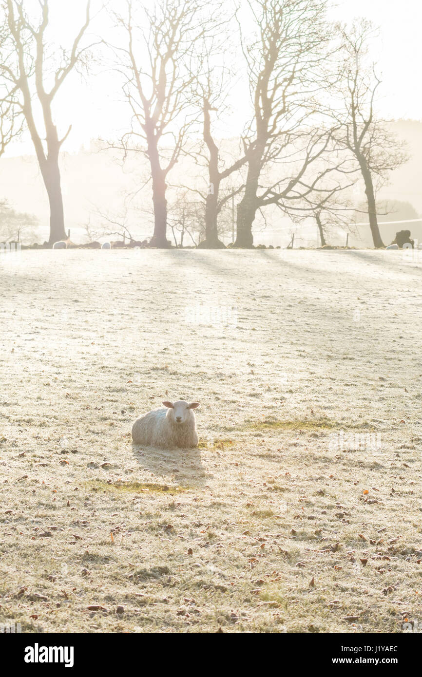 Frostiger Morgen bei strahlendem Sonnenschein - Schafe und den Merkmalen des wo Frost geschmolzen wo Schafe - Campsie Glen, Schottland, UK gelegt haben Stockfoto