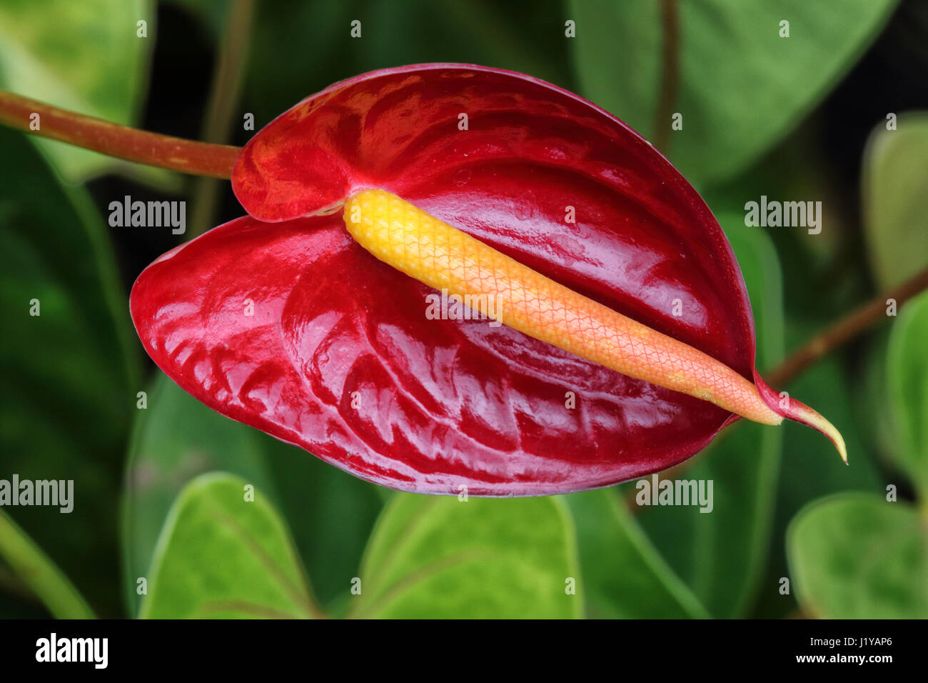 Leuchtend roter Anthurium wächst auf Maui. Stockfoto