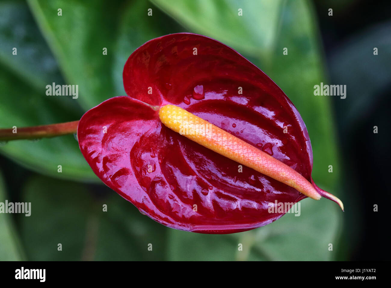 Leuchtend roter Anthurium wächst auf Maui. Stockfoto