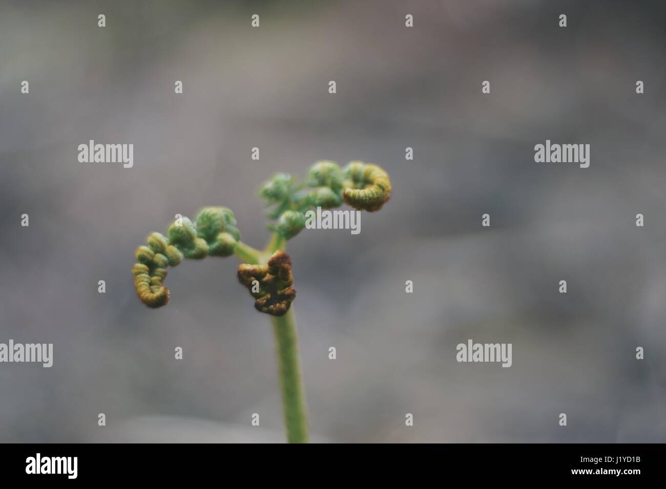Pflanzen in Irland Cahir Stockfoto