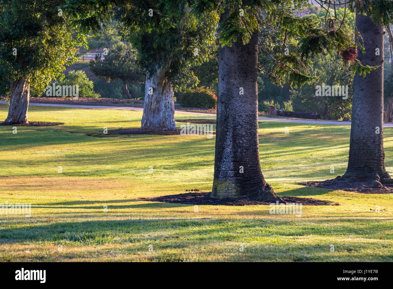 Sonnenaufgang mit Bäumen in einer Parklandschaft. Balboa Park, San Diego, Kalifornien, USA. Stockfoto