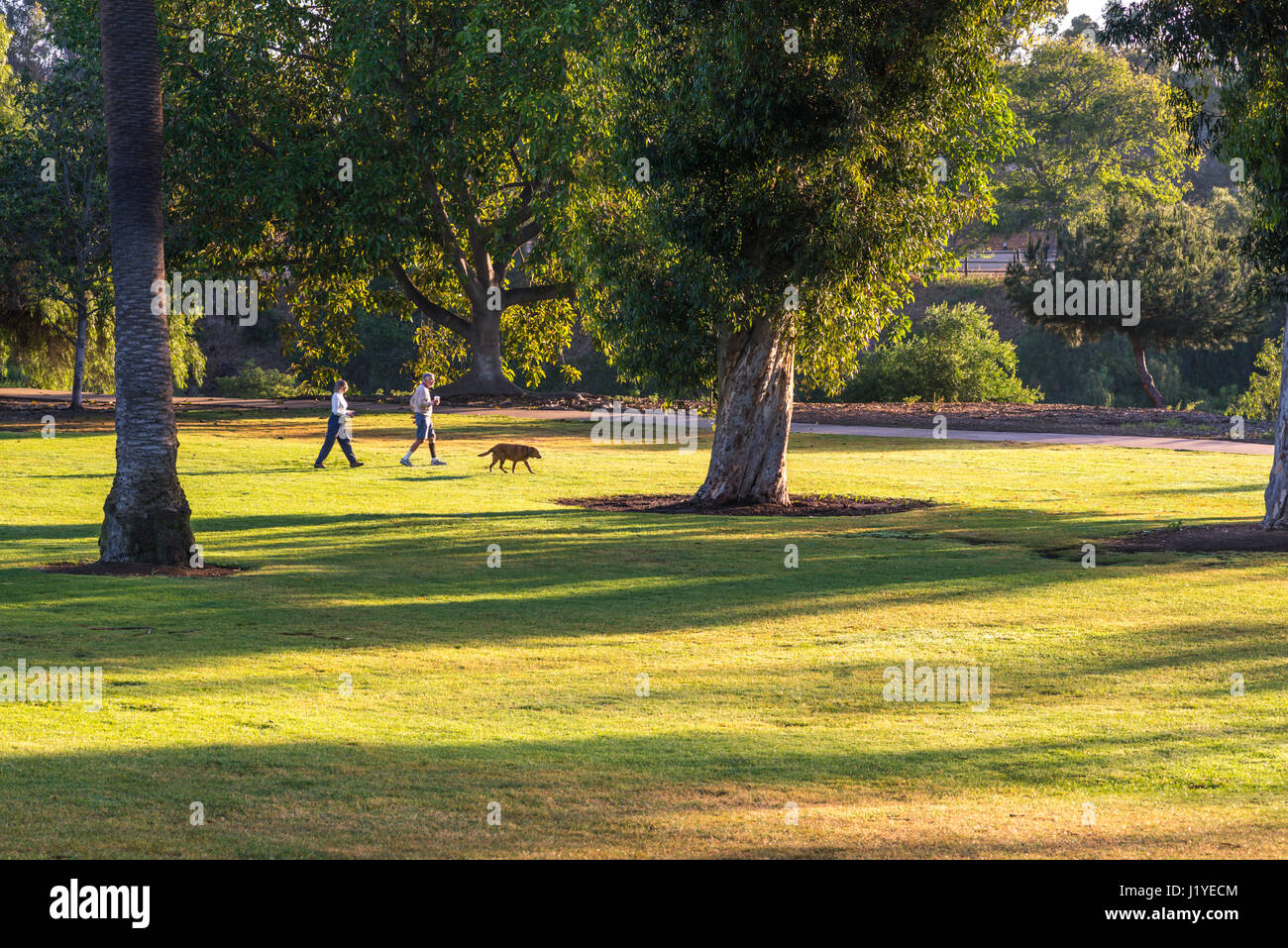 Sonnenaufgang mit Pinien in einer Parklandschaft. Balboa Park, San Diego, Kalifornien, USA. Stockfoto