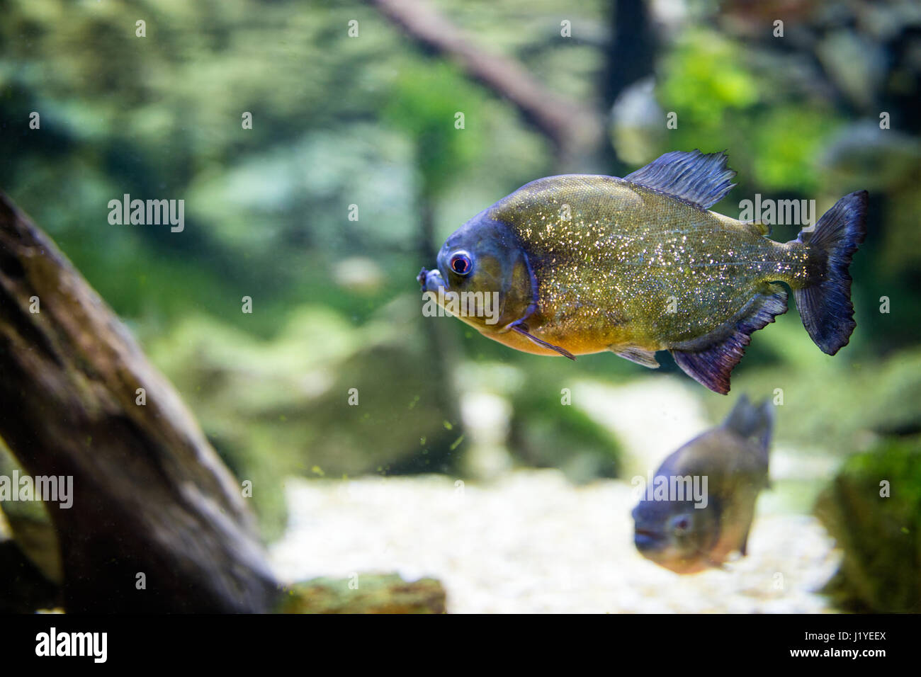 tropischen Piranha Fische im Süßwasser-aquarium Stockfoto
