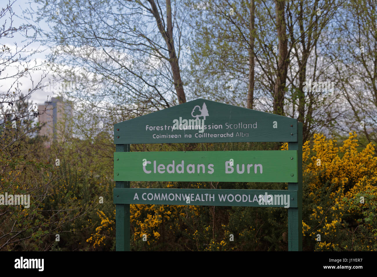 Brennen cleddans Southdeen Straße Drumchapel Commonwealth Woodland rural Forestry Commission Scotland Stockfoto