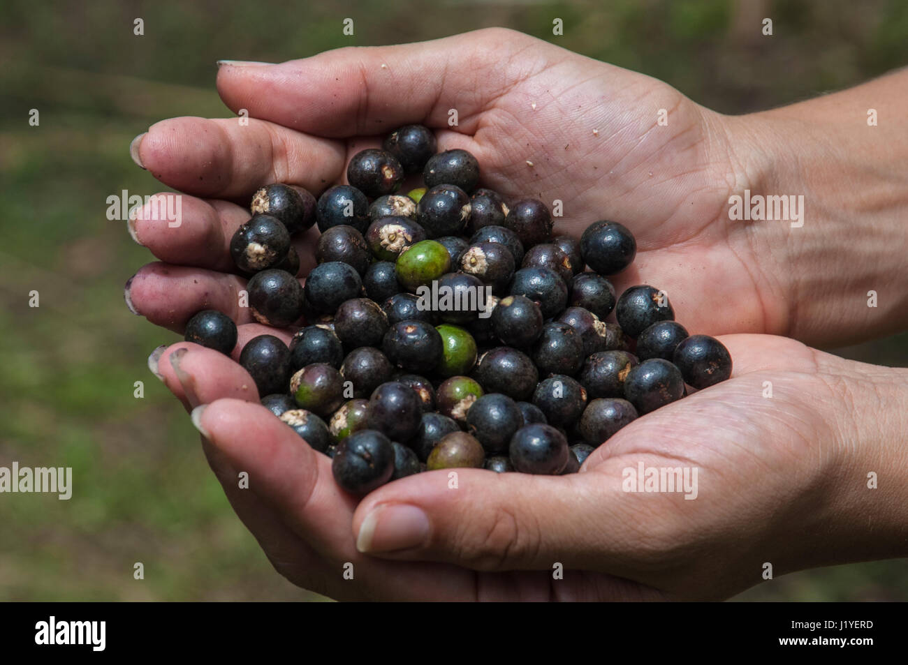 Ein paar der hohlen Hand halten frisch gepflückt Acai Beeren Stockfoto