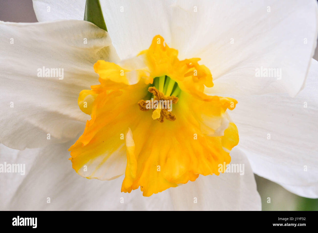 Blumen Stockfoto