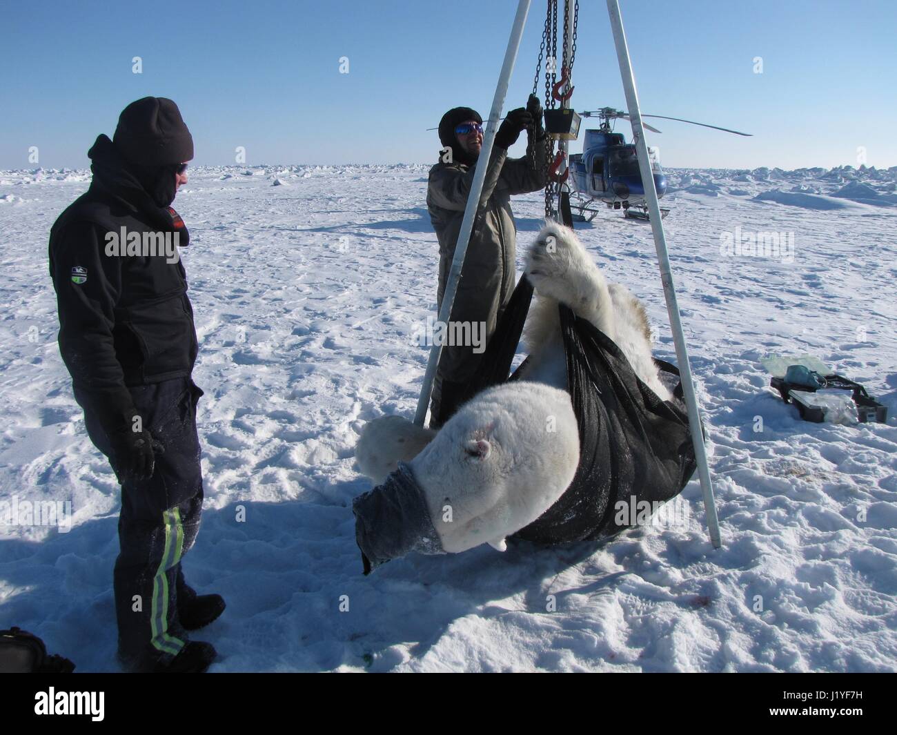 Biologen wiegen ein sediert Eisbär während der jährlichen Eisbär Studie über die Tschuktschensee 22. April 2017 in Alaska. Sediert Bären etwa eine Stunde nach dem Aufwachen und wieder ihr Leben auf dem Meereis. Stockfoto