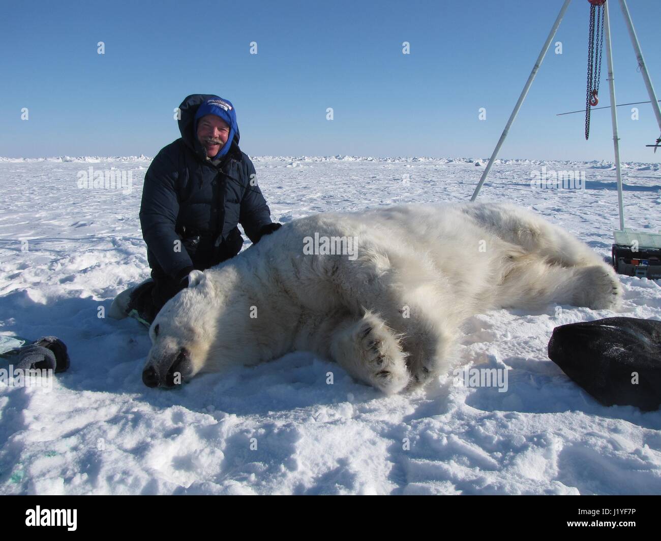 Riley Wilson untersucht Tierarzt mit dem Alaska Zoo ein sediert Eisbär während der jährlichen Eisbär Studie über die Tschuktschensee 22. April 2017 in Alaska. Sediert Bären etwa eine Stunde nach dem Aufwachen und wieder ihr Leben auf dem Meereis. Stockfoto