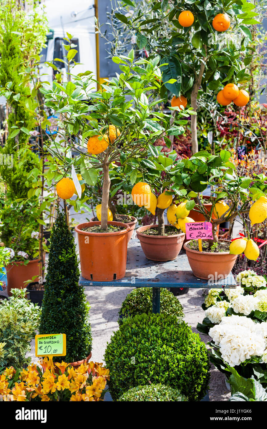 Bonsai orangenbaum -Fotos und -Bildmaterial in hoher Auflsung  Alamy