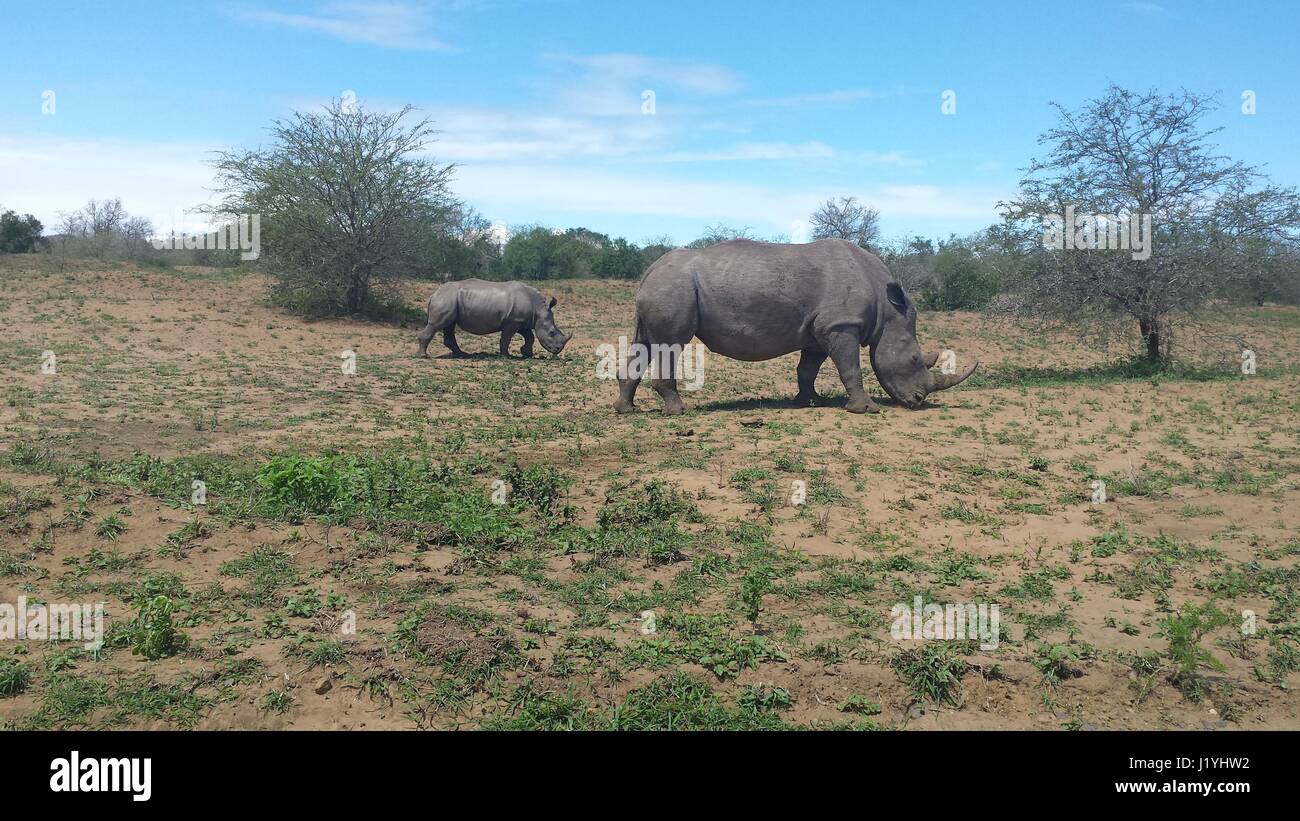 Nashörner Streifen auf einem Lande in Südafrika Stockfoto