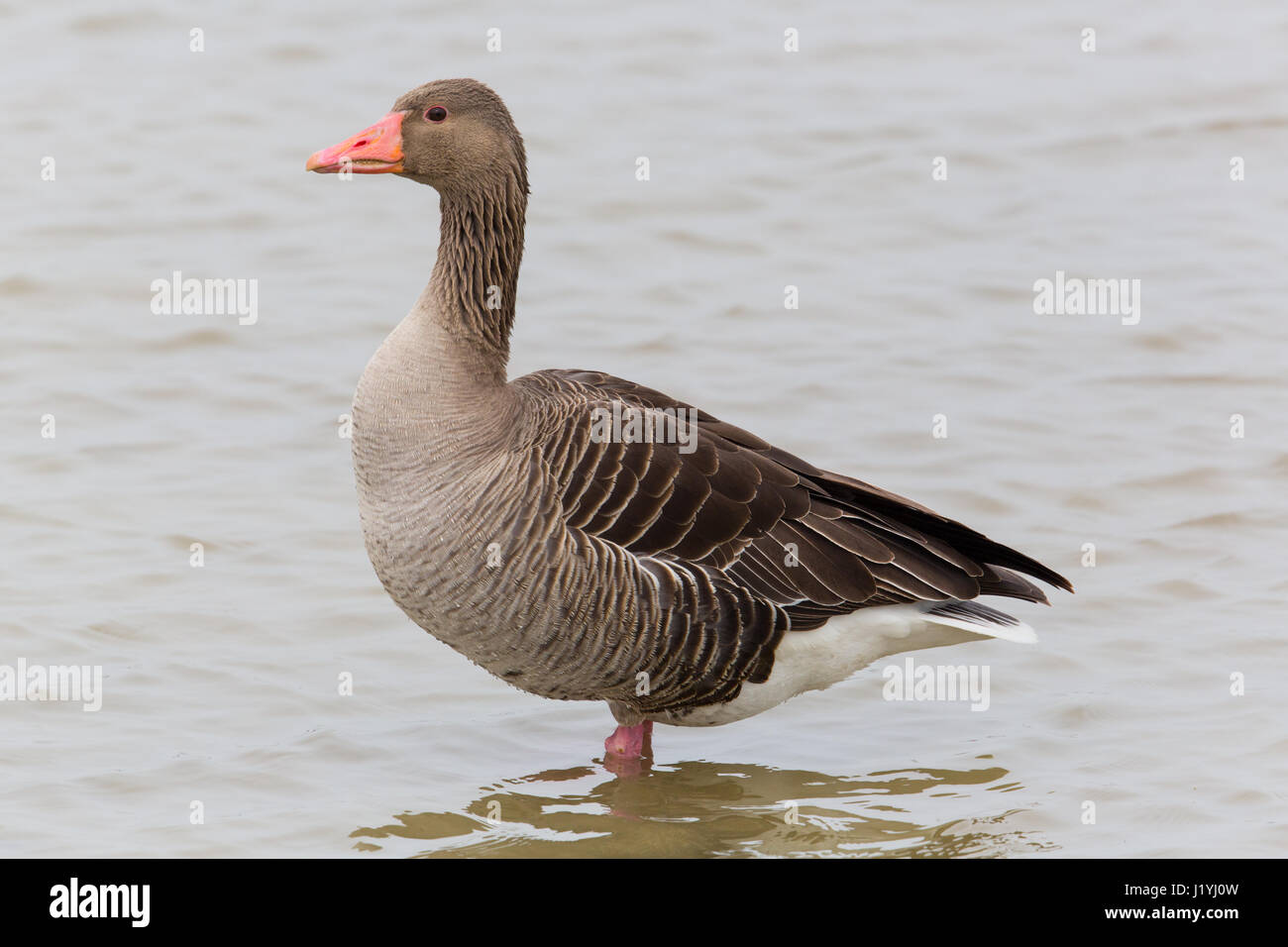 natürliche Porträt der Graugans (Anser Anser) im Wasser stehend Stockfoto