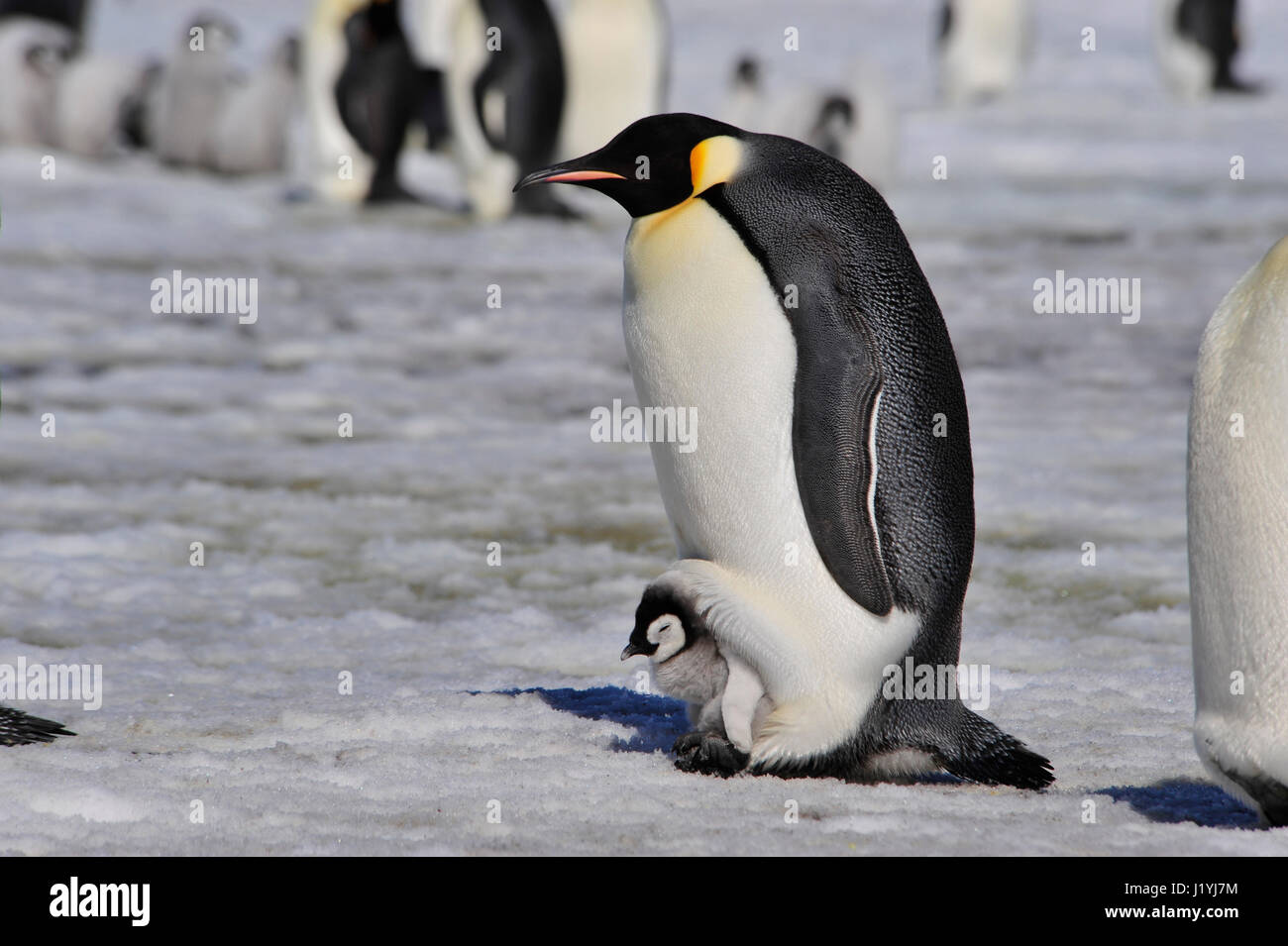 Kaiserpinguine mit Küken Stockfoto