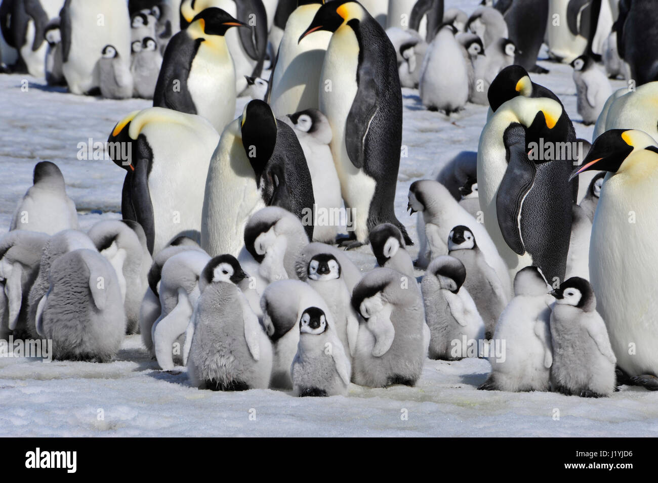 Kaiserpinguine mit Küken Stockfoto
