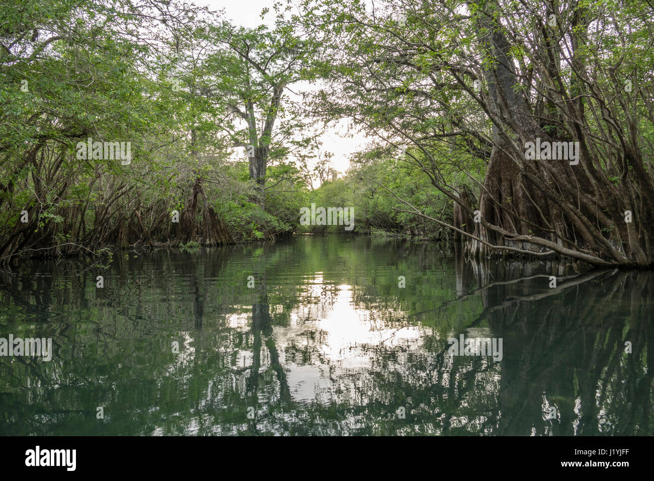 Rock Bluff Spring laufen, Suwanee River bei Gilchrist County in Florida Stockfoto