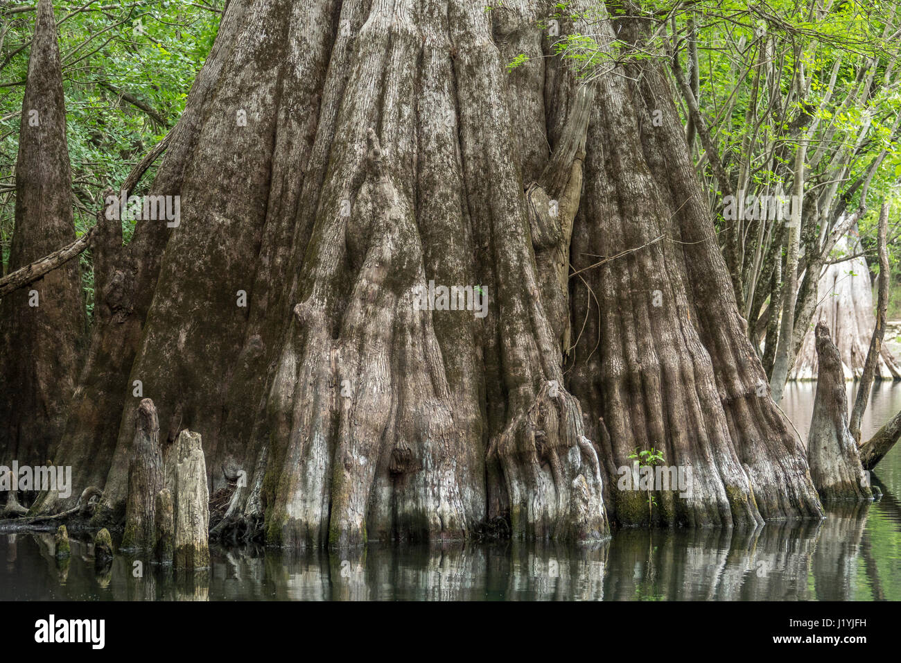 Basis der riesige Zypresse auf Suwanee River Rock Bluff Spring, Gilchrist County in Florida Stockfoto