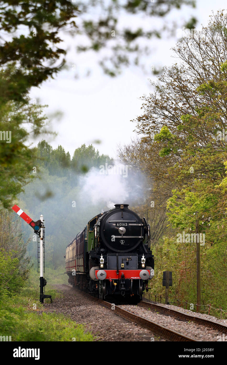 Peterborough, UK. 23. April 2017. Der Tornado Dampf Lok 60163 macht seine entlang der Nene Valley Railway vorbei an einem gelben Raps-Feld in der Nähe von Wansford, Cambridgeshire. Der Tornado ist ein besonderes "Best of Britain" Aussehen an diesem Wochenende nach einer vor kurzem bei 100 km/h auf der East Coast mainline Reise machen. Bildnachweis: Paul Marriott/Alamy Live-Nachrichten Stockfoto