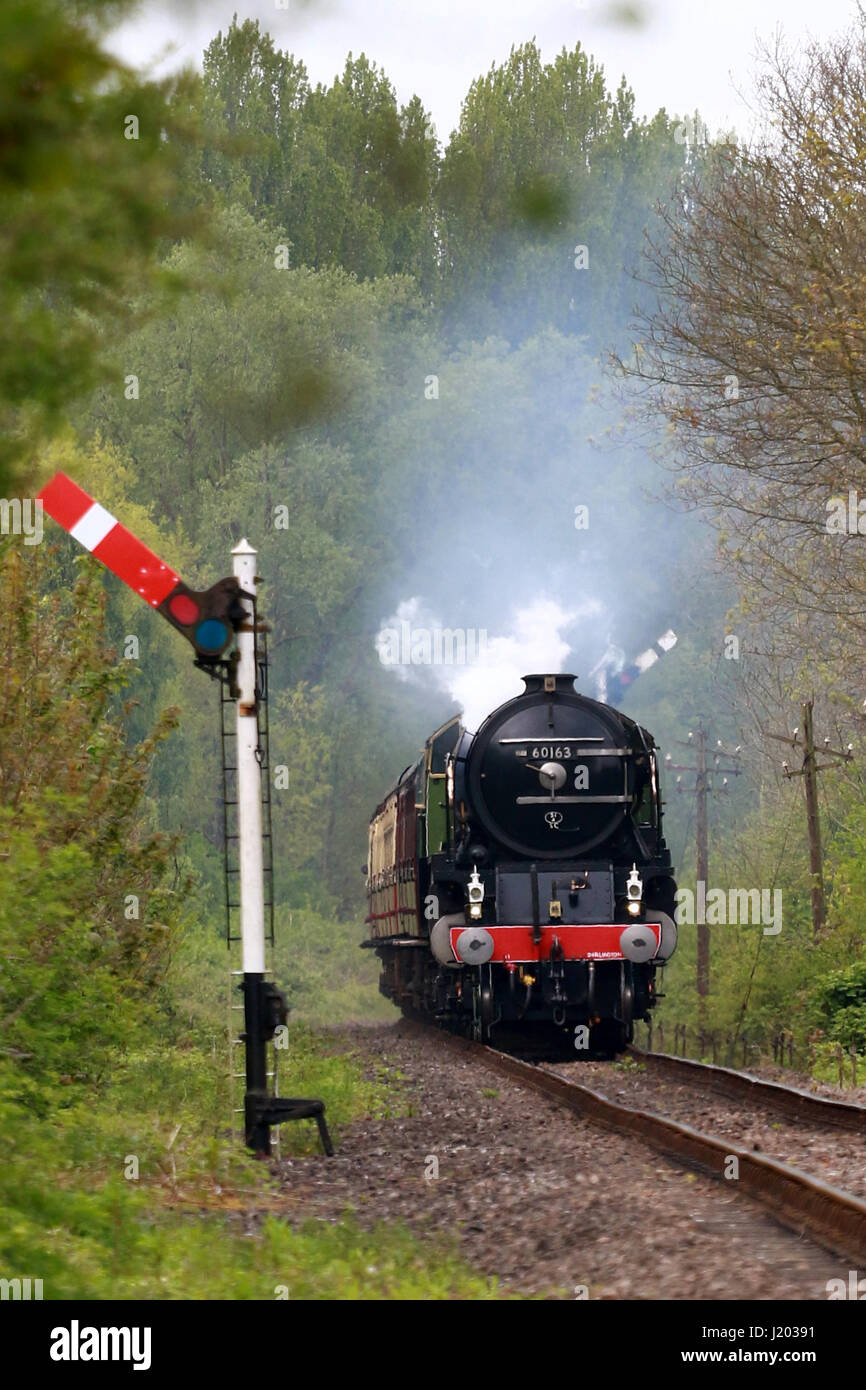 Peterborough, UK. 23. April 2017. Der Tornado Dampf Lok 60163 macht seine entlang der Nene Valley Railway vorbei an einem gelben Raps-Feld in der Nähe von Wansford, Cambridgeshire. Der Tornado ist ein besonderes "Best of Britain" Aussehen an diesem Wochenende nach einer vor kurzem bei 100 km/h auf der East Coast mainline Reise machen. Bildnachweis: Paul Marriott/Alamy Live-Nachrichten Stockfoto