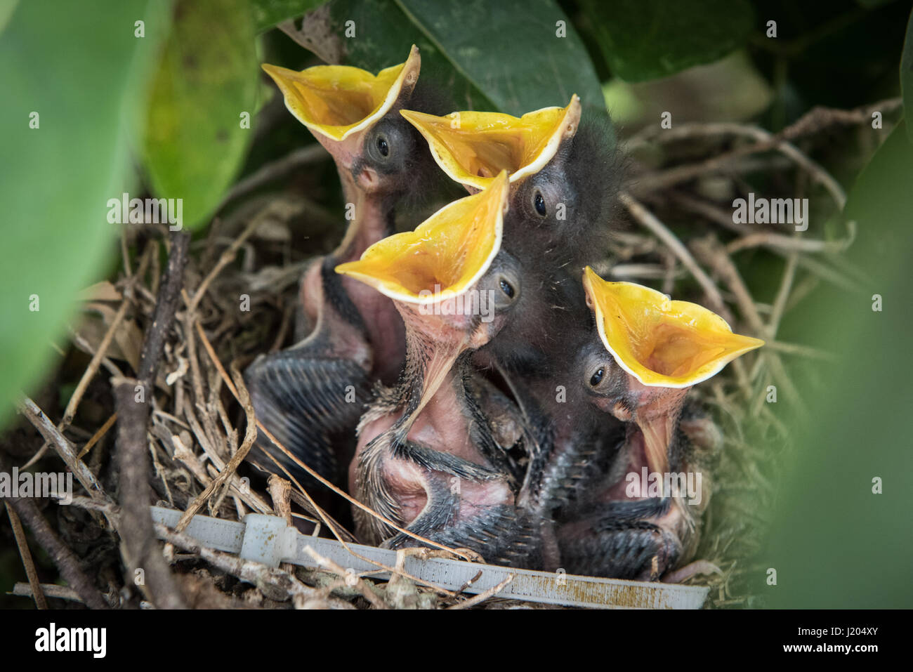 Hungrige Jungvögel Jungtier In Einem Nest Mit Ihren Mund öffnen Breite