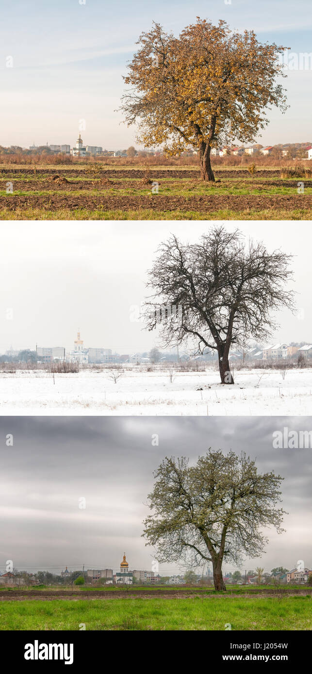 Birnbaum in den verschiedenen Jahreszeiten Stockfoto