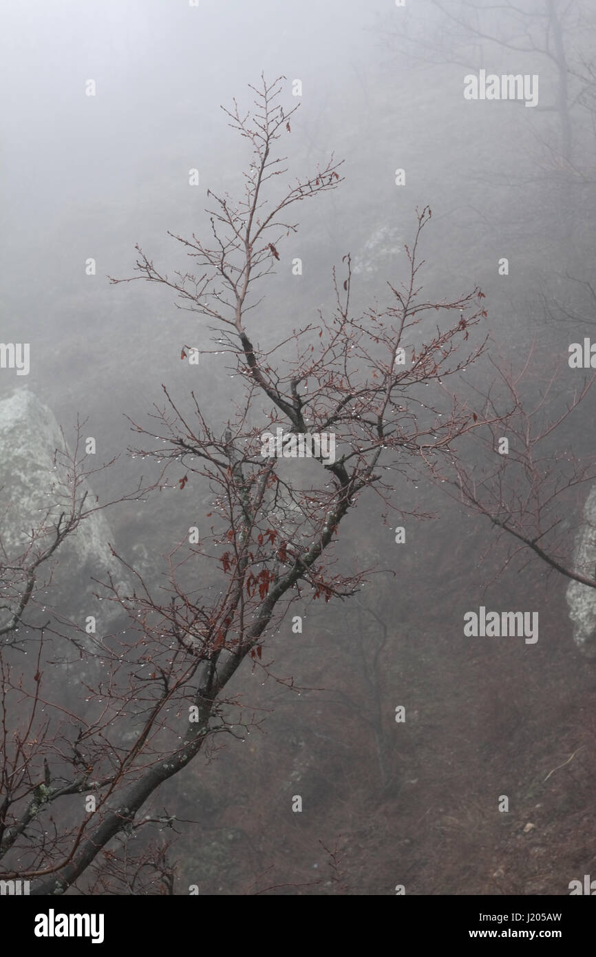 Eine schöne Szene von einem kleinen Baum mit Ästen übersät mit Wassertropfen im Nebel Stockfoto