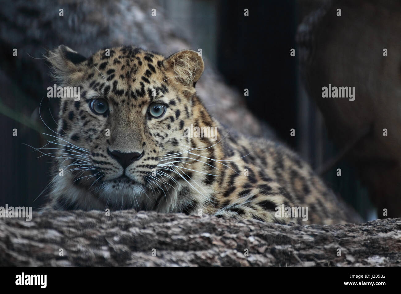Ein Portrait eines jungen Amur Leoparden liegen auf einem Ast eines Baumes im zoo Stockfoto