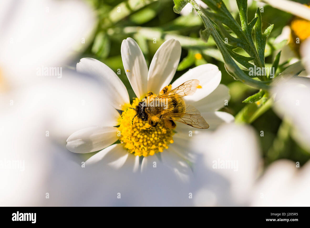 Die Honigbienen sind in Kraft sammeln Nektar um die frühen blühenden Blumen, diese riesigen Gänseblümchen waren ein beliebter Stopp aus. Stockfoto