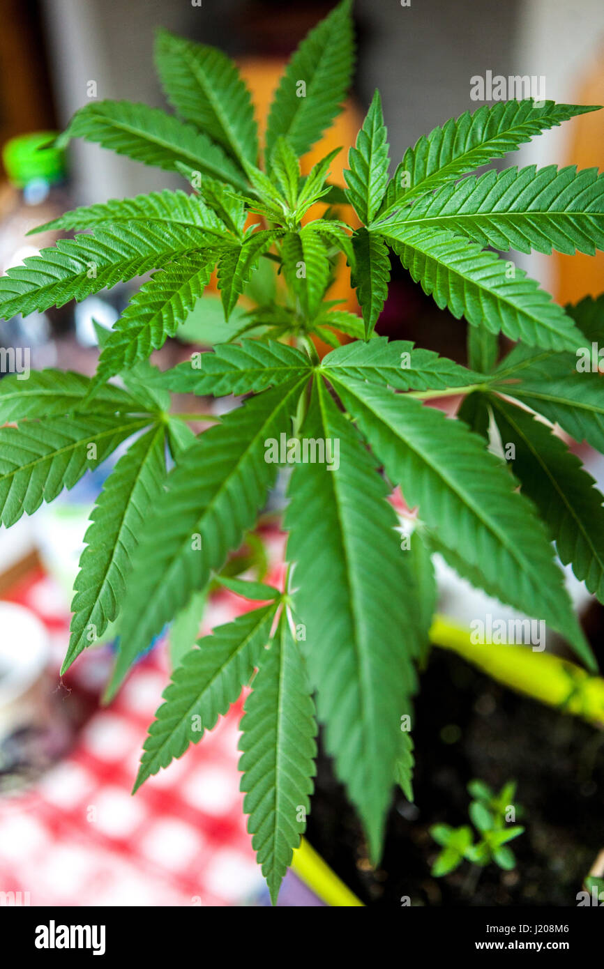 Illegale inländischen Anbau von Marihuana in Töpfen für den eigenen Gebrauch und Selbstmedikation Stockfoto