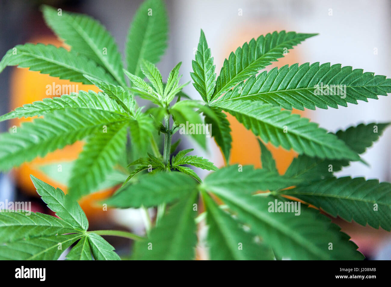 Hauspflanze, häuslicher Anbau von Marihuana-Pflanzen für den Eigengebrauch und Selbstmedikation von Cannabispflanzen im Topf im Haus Stockfoto