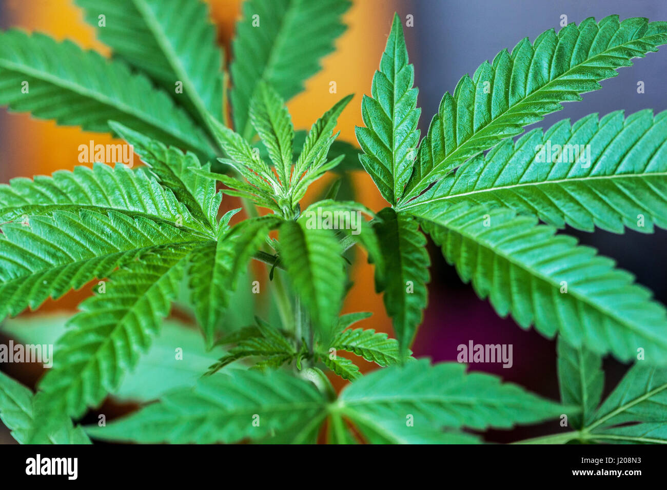 Zimmerpflanze, häuslicher Anbau von Marihuana-Pflanze für den eigenen Gebrauch und Selbstmedikation Stockfoto