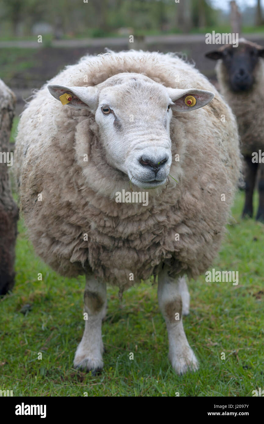 Texel Schafe, Zuchttiere, Mecklenburg-Western Pomerania, Deutschland Stockfoto