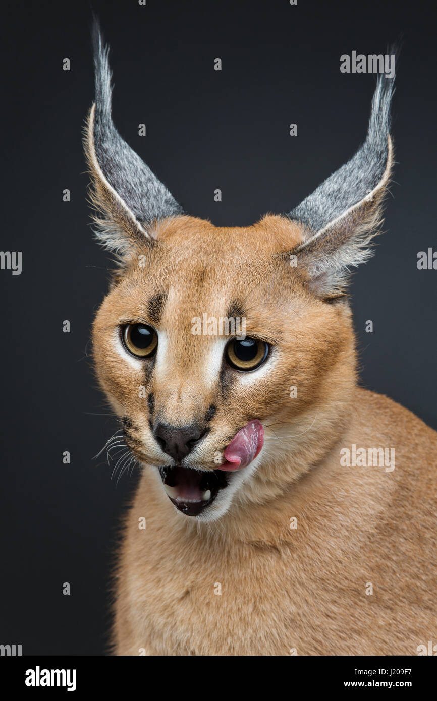 Schöne Karakal Luchs auf schwarzem Hintergrund Stockfoto