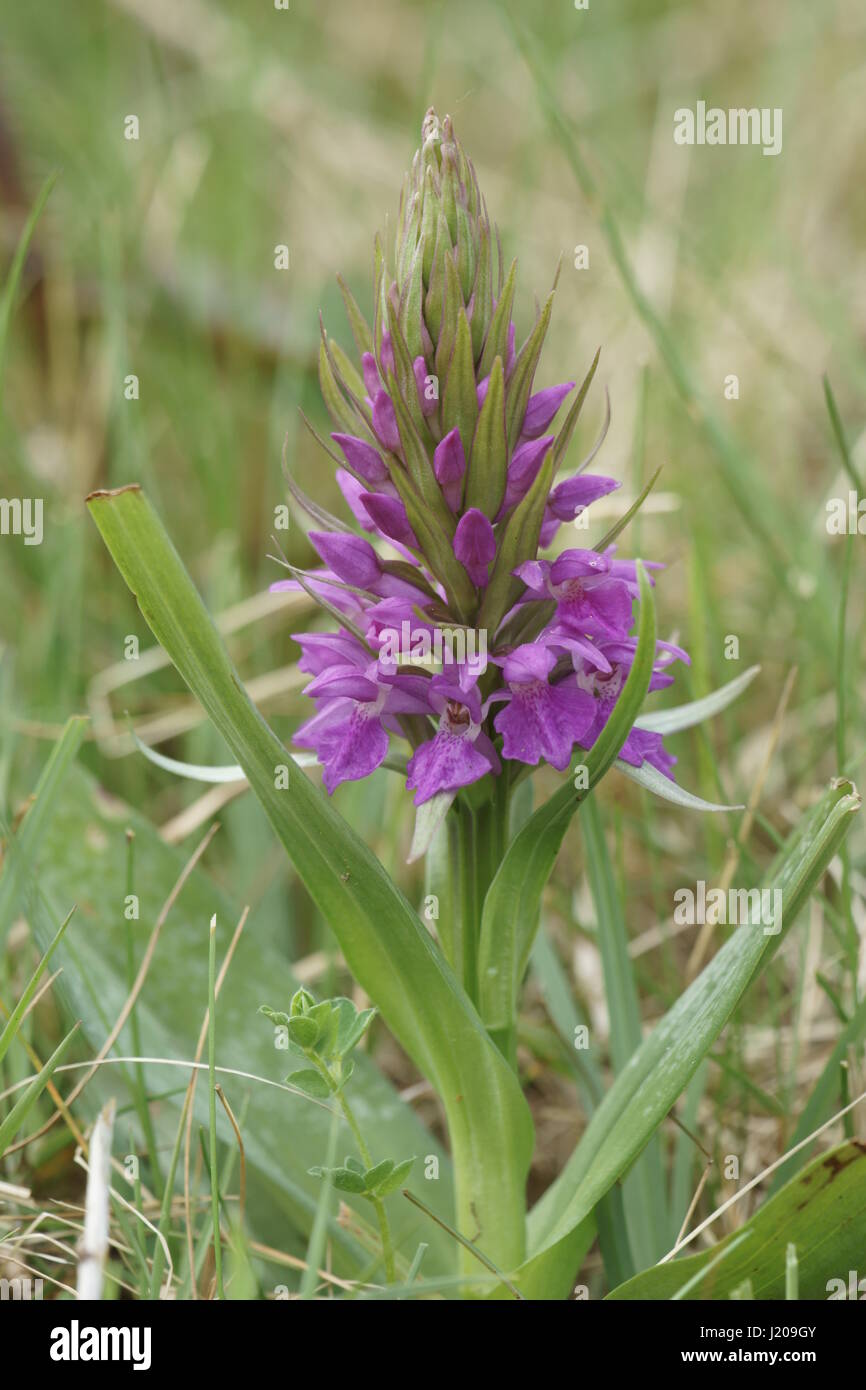 Südlichen Knabenkraut Stockfoto