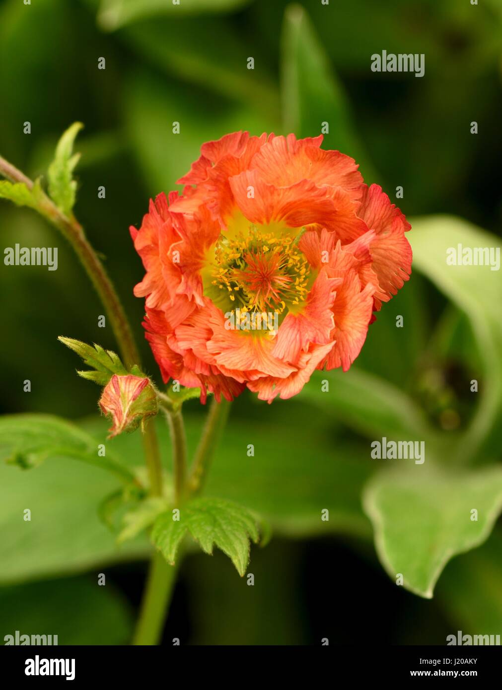 Geum Mai Tai Stockfoto