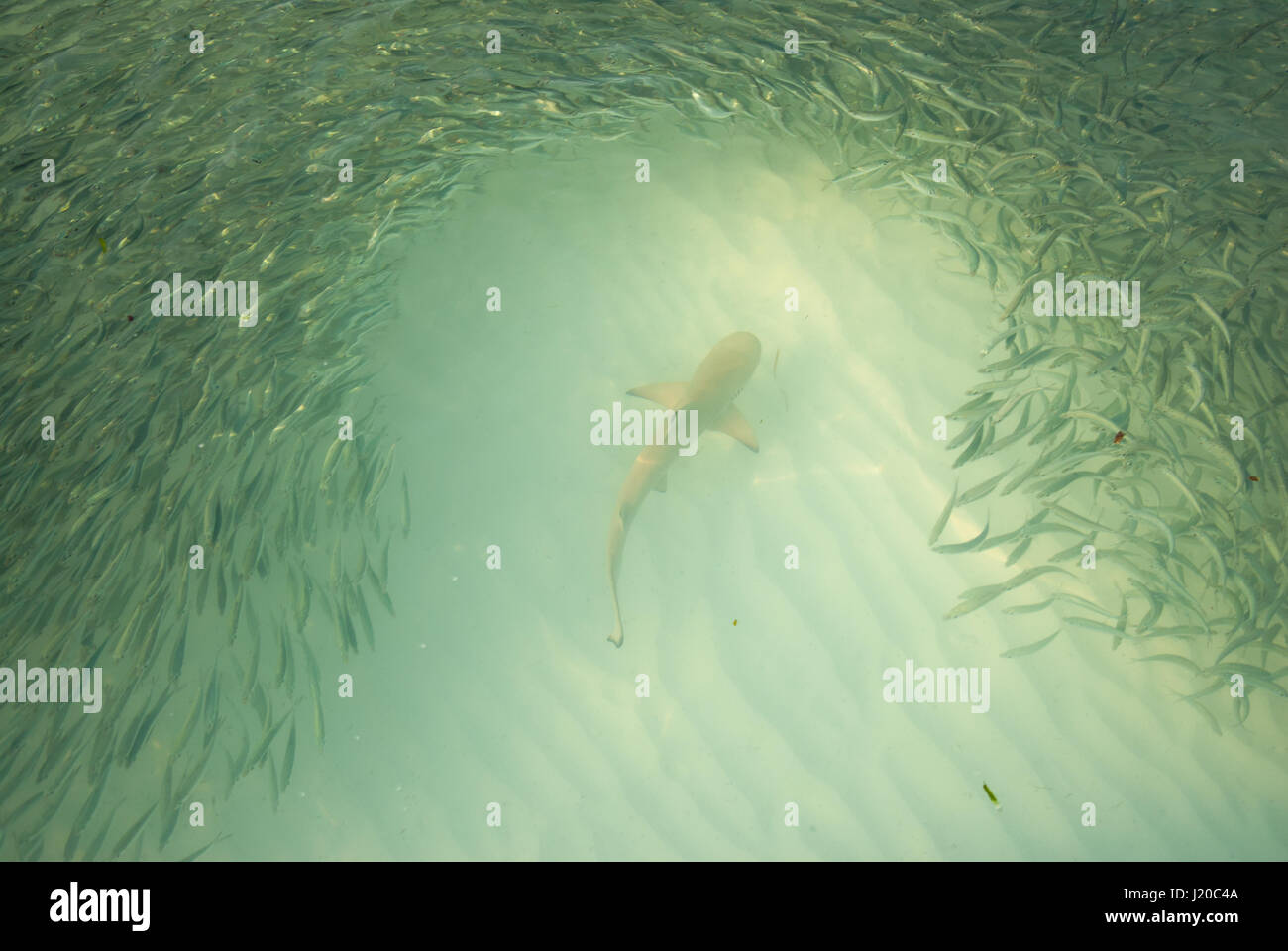 Schwarz Riffhaie, Kreisen und Jagd als Pack in klaren, flachen, Wasser in den Malediven, Arabisches Meer, Indischer Ozean Stockfoto