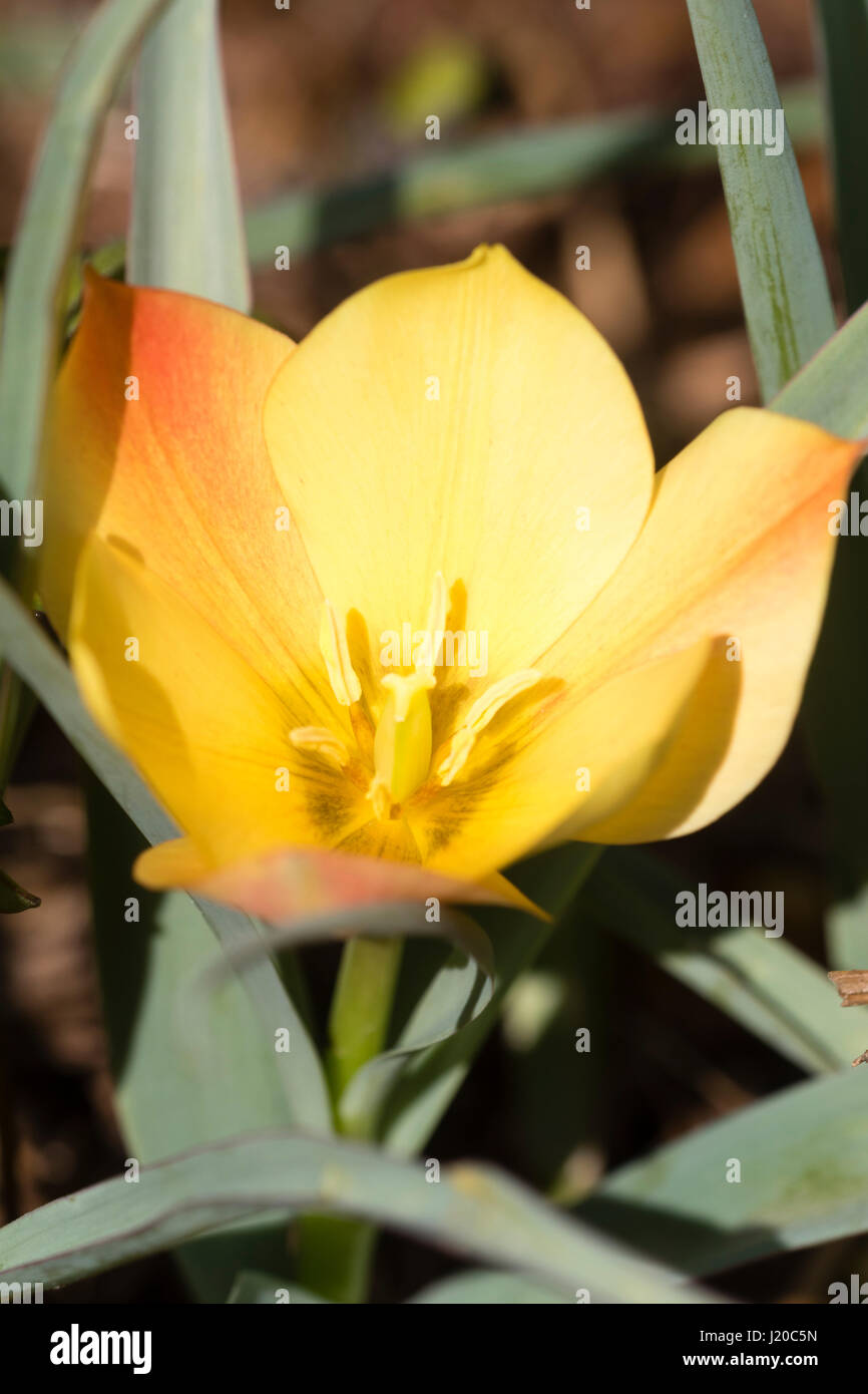 Rot gefärbten gelbe Blume der kleinen Arten Tulpe, Tulipa Linifolia (Batalinii-Gruppe) 'Bright Gem" Stockfoto
