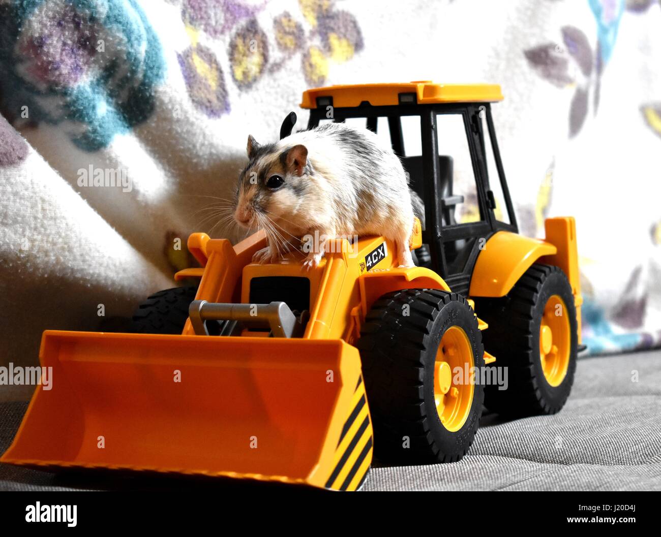 Graue und weiße Wüstenrennmaus Klettern an ein Spielzeug-Traktor Stockfoto
