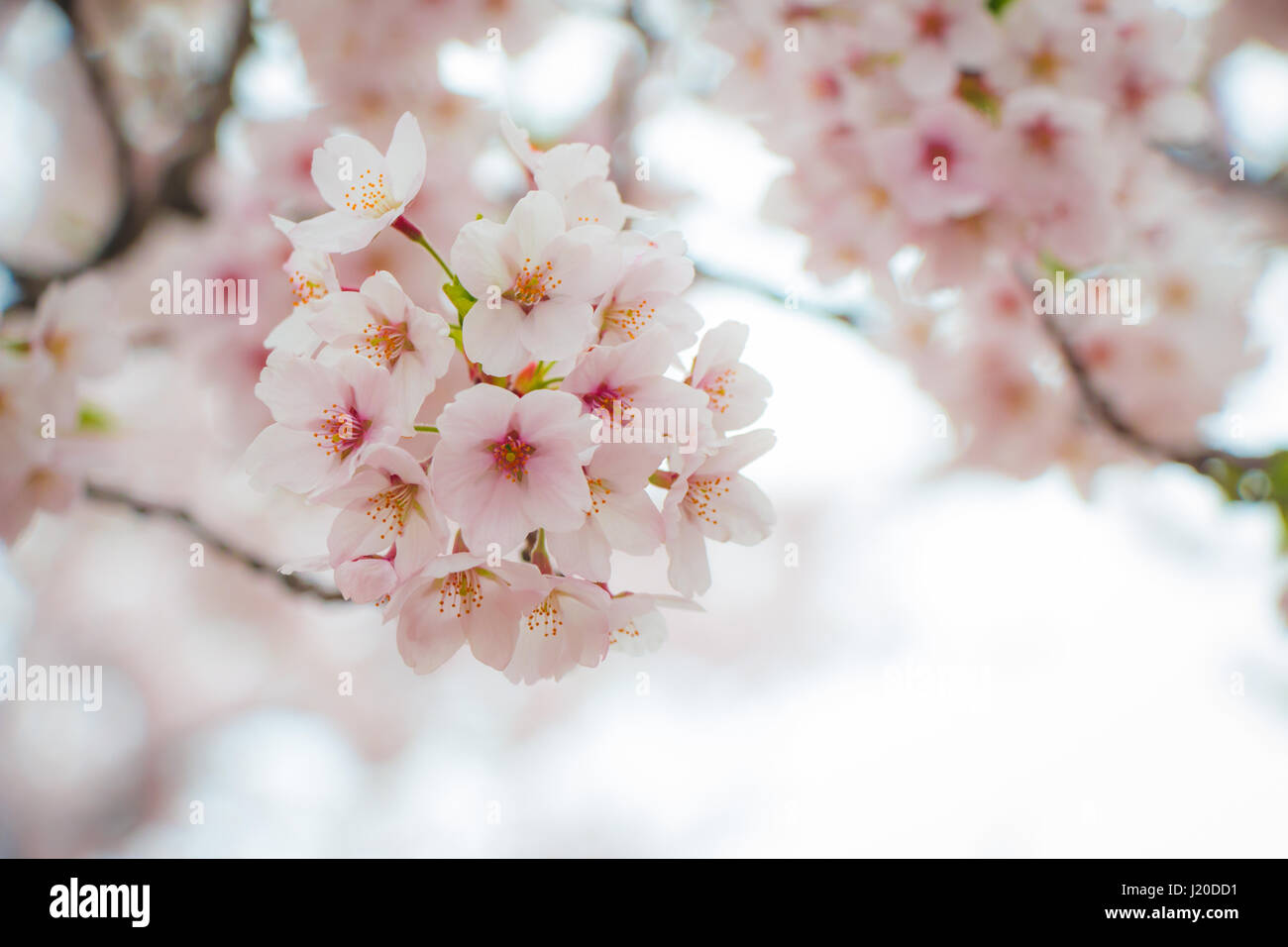 Nahaufnahme des schönen Kirschblüten, Sakura, im Frühling von Japan, im Hintergrund eine Unschärfe Stockfoto