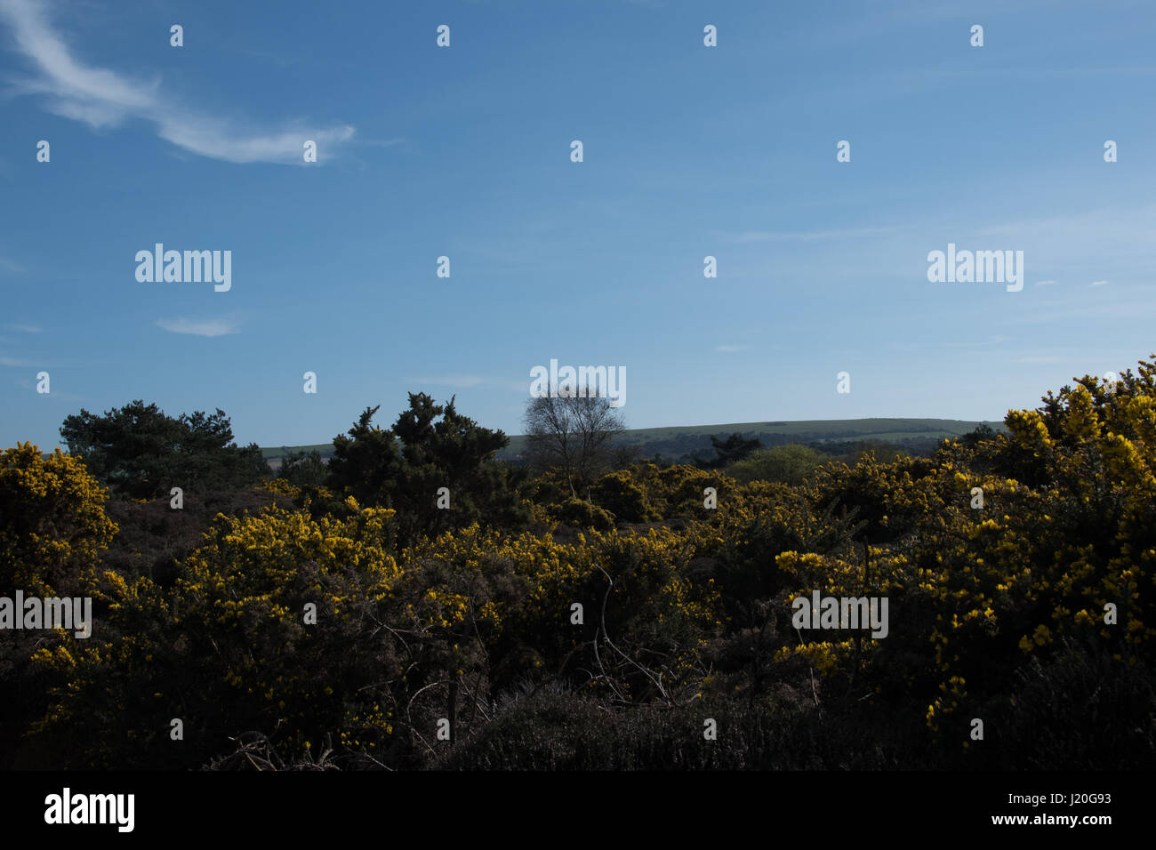 Purbeck National Nature Reserve, Studland, Dorset. Stockfoto