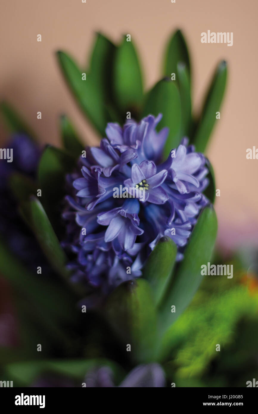 Porträtaufnahme von blau und lila Hyazinthe Blumen Hyacinthus Stockfoto