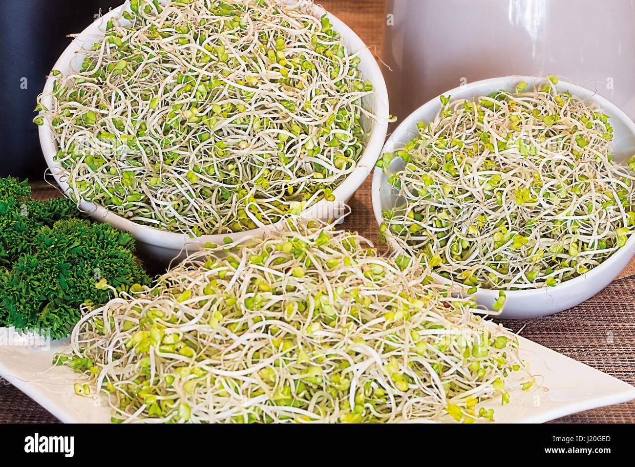 Frischer Brokkoli Rosenkohl Stockfoto