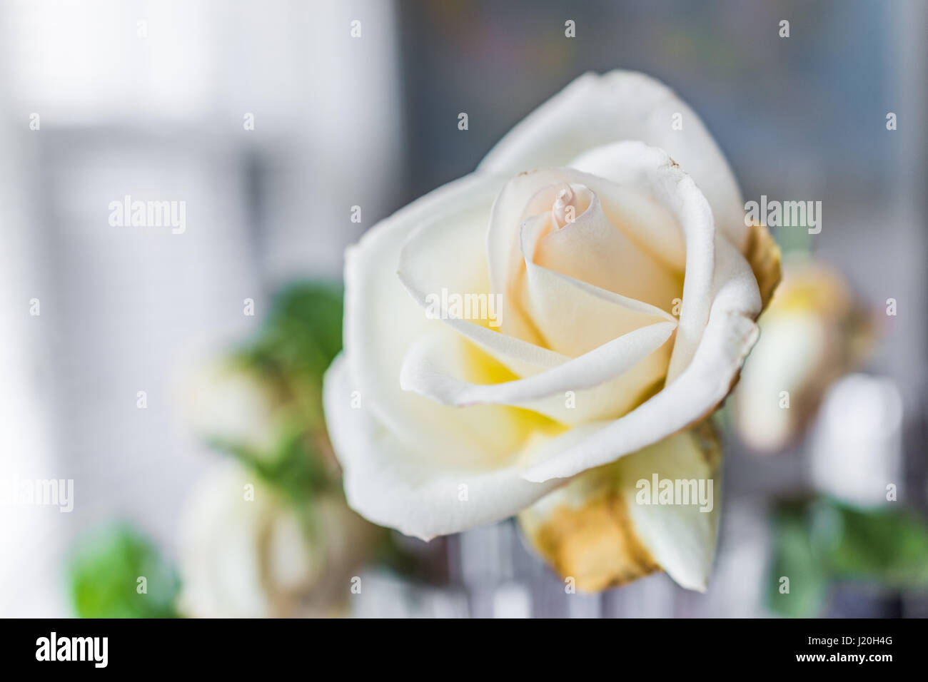 Seite Makro Nahaufnahme der großen weißen rose Stockfoto