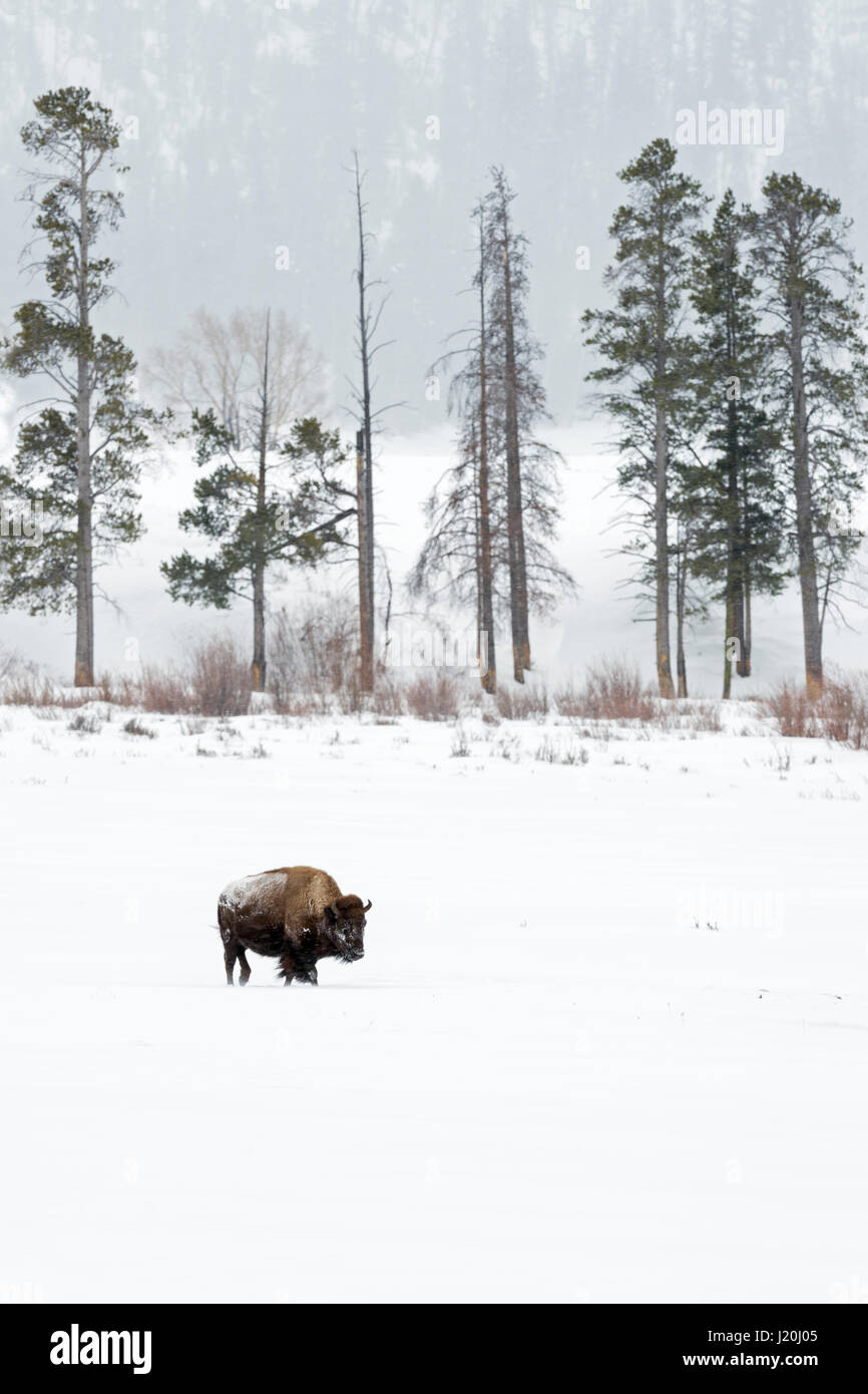 Amerikanischer Bison / Amerikanische Bisons (Bison Bison) im Winter, einzelnes Tier auf großer Entfernung und zu Fuß durch den Schnee, Lamar Valley, Yellowstone, Wyomin Stockfoto