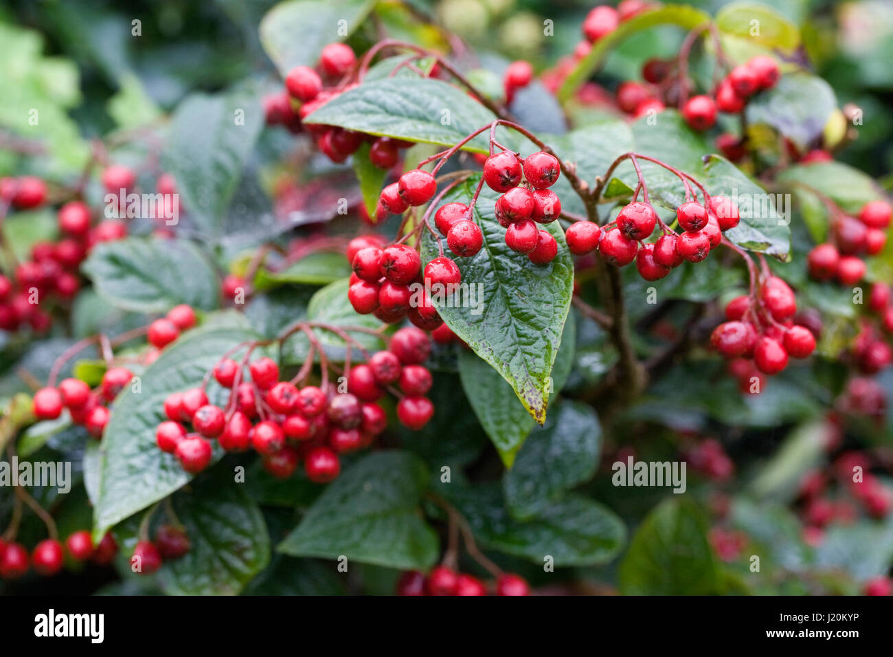 Oktober cotoneaster Fotos und Bildmaterial in hoher Auflösung Alamy