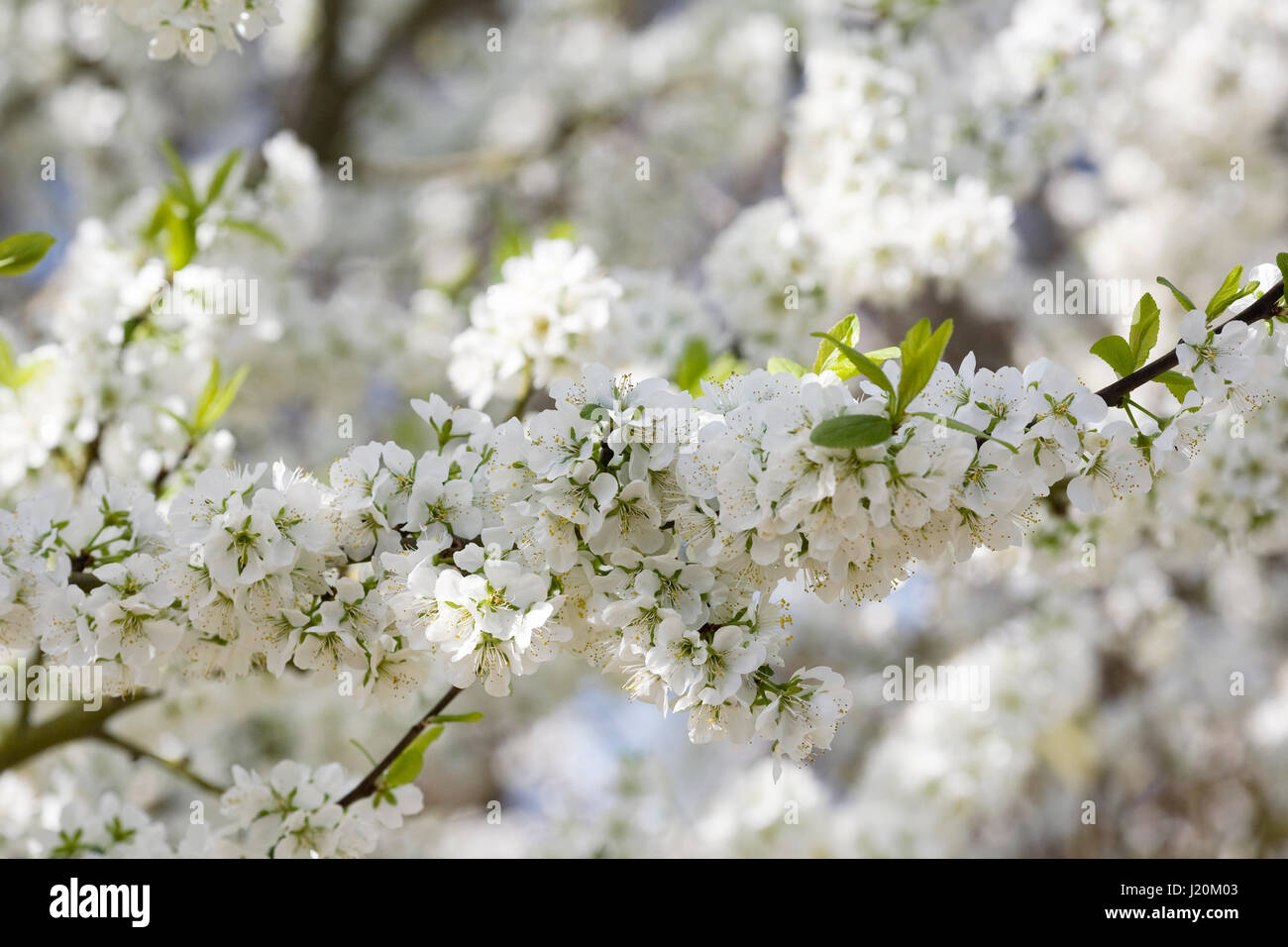 Prunus domestica 'Opal' blüht. Pflaumenblüte „Opal“. Stockfoto